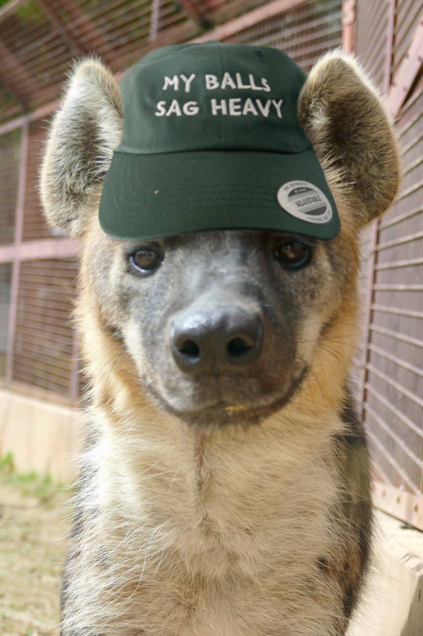 My Balls Sag Heavy Hat
